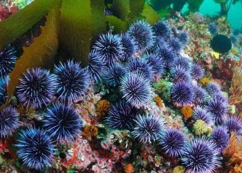 Descubren causa de muerte de erizos de mar en el Caribe