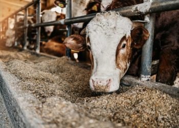 Convertir estiércol de vaca en gas utilizable